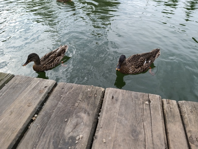 Хорошо летом даже черепашкам 🐢