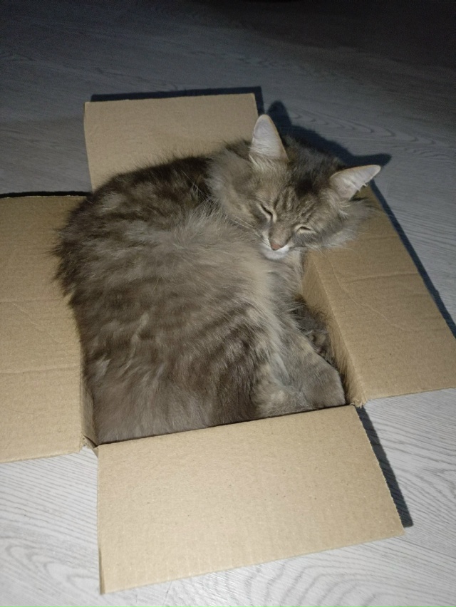 Коробочкин Маркиз Алексеевич 😁