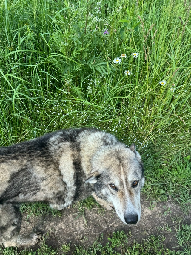 Дорогие переславцы, помогите, пожалуйста, найти нашу с?...