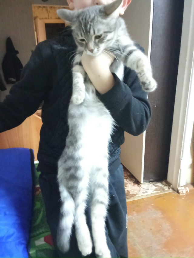 Отдам котёнка 4 месяца завут Илиза в хорошие руки латте...