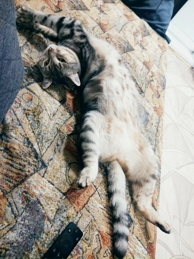 Кошачья красота и грация.