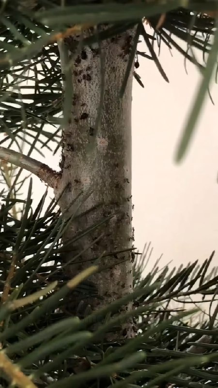 ❗️Квартиры россиян атакуют опасные «ёлочные» клещи
Из-за аномально тёплой зимы паразиты не ушли в с