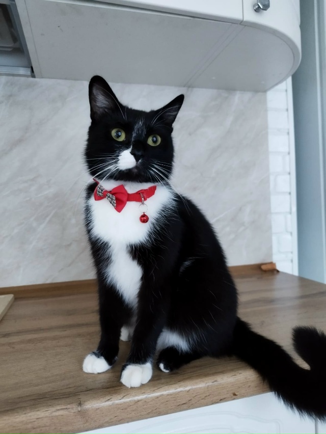 Пропал кот в районе Казицкого. Уже неделю не можем найт...