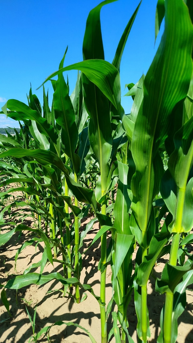 По дороге в Ольховку....🌽🌽🌽