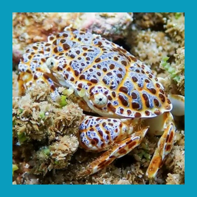 Фуд-блогер умерла после поедания «дьявольского краба»...