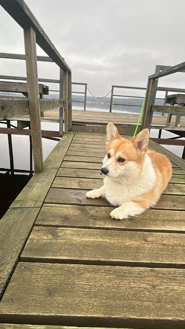 Убежал корги. Мальчик. Отзывается на кличку Кай. В райо?...