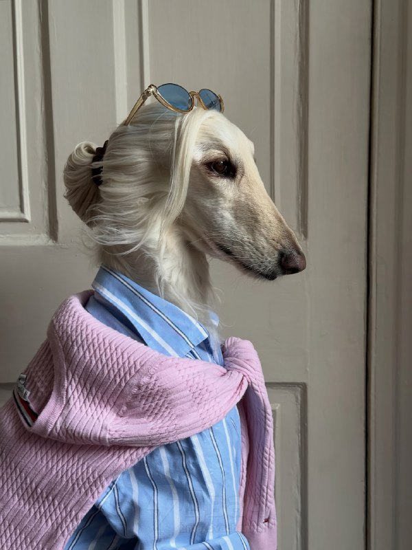 Афганская борзая по имени Саманта — новая звезда соцсетей
Бася набирает миллионы лайков. На каждом