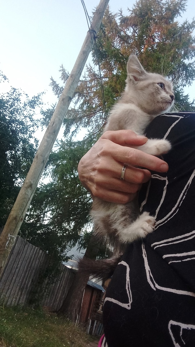 Нашли котенка.