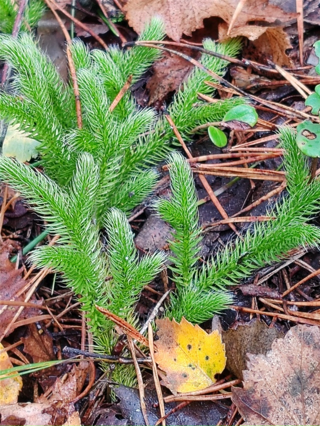 Тихая охота ❤️
16.10.2025г.
г. Рыбинск