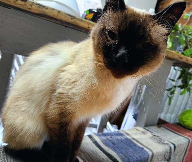 Чей кот? Глаза голубые, болеют, худощавый. Пришёл сам. Н?...