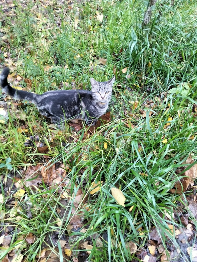 Доброе утро. Возле 15 школы сидит плачет котик. Видно чт?...