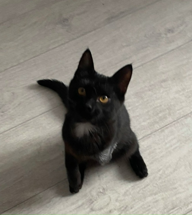 ОСОБЕННЫЙ ЧУДО-КОТЁНОК 🐈‍⬛ ИЩЕТ ЛЮБЯЩУЮ СЕМЬЮ❣️
😿 ...