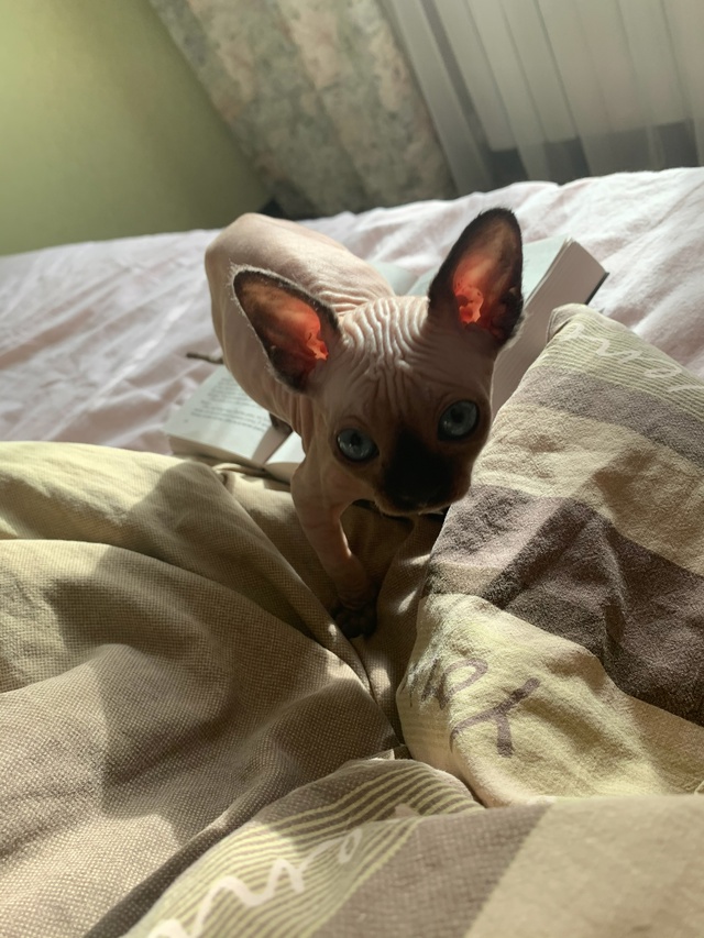 Кот Вагнер ???
Этим летом отмечаем пять лет совмес...