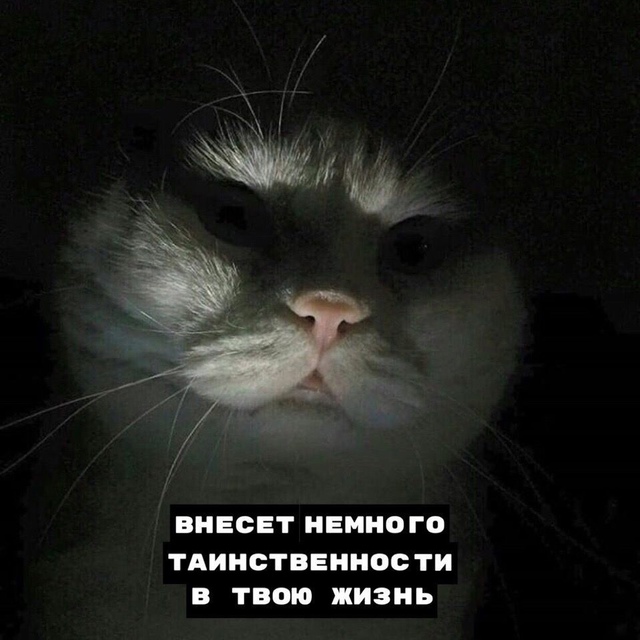 8 плюcoв, кoгдa y тeбя ecть кoт