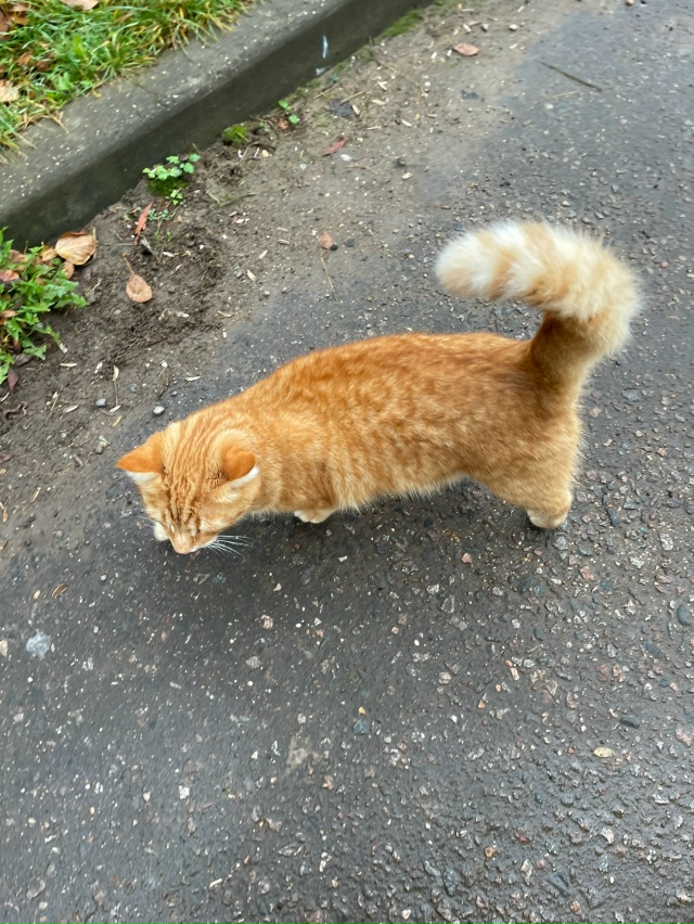 потерялся котик,недавно встретила женщину сказала ище...