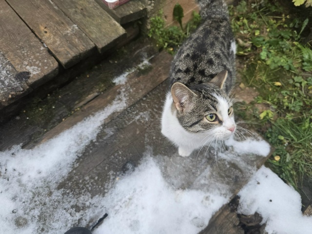Прибилась кошка, ласковая, скорее всего беременная. Те?...