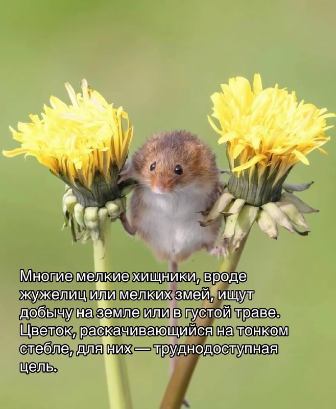 Забудьте на время обо всех плохих новостях — посмотрите интересные факты про жизнь мышки-малютки