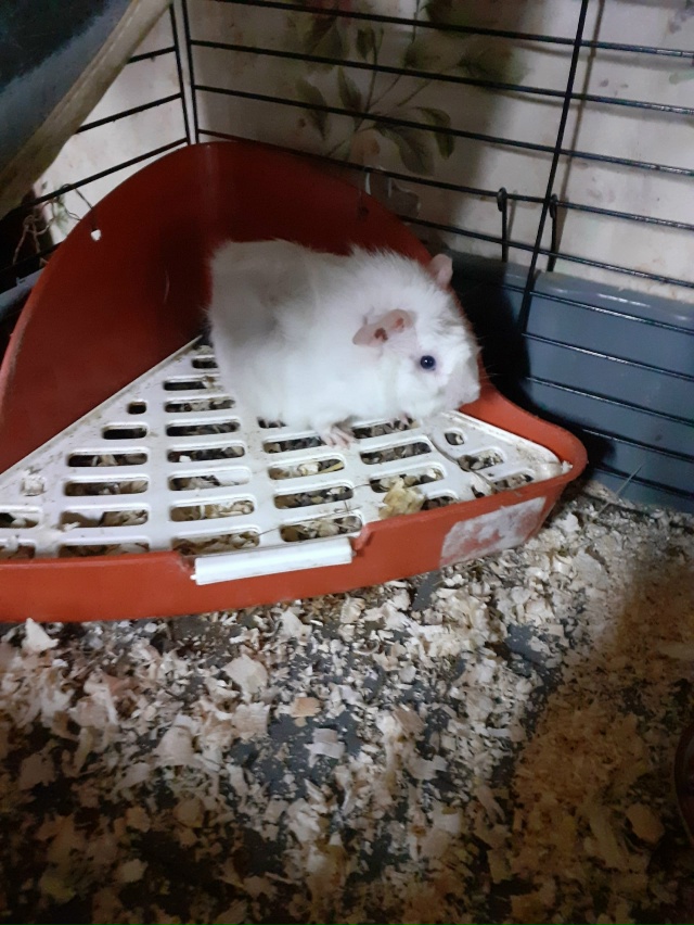 Всем здравствуйте. Этот милый малыш ищет новый дом и до...