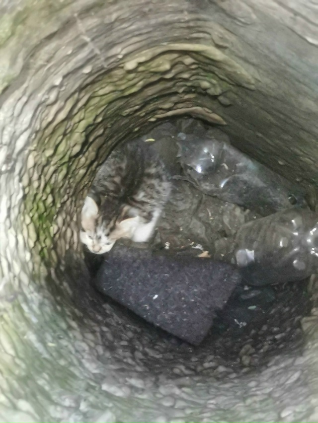 🐱 Кунгурские спасатели – герои для маленького пушист...