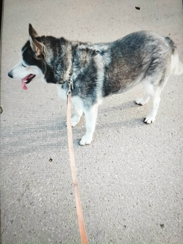 Потерялась собака. 26 октября. Порода Хаски. Глаза голуб...