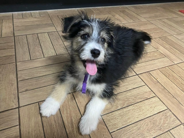 Ищем дом для этой малышки.
Девочка, примерно 3 месяца. Б?...