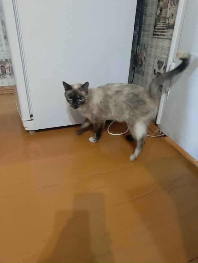 Молодой перспективный котик ищет дом и людей для даль?...