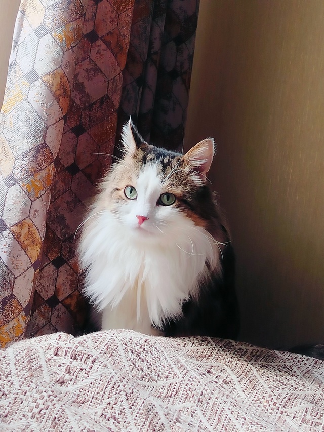 Знакомьтесь, кот Прохор.Ему 13 лет.