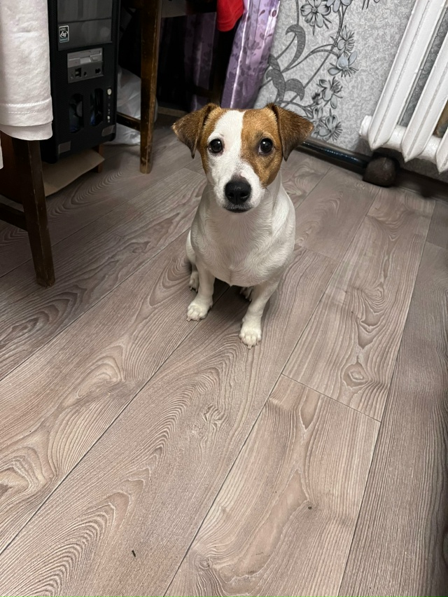 Пропала собака 🐶
Порода: Джек Рассел.
Кличка: Вита.
Зв...