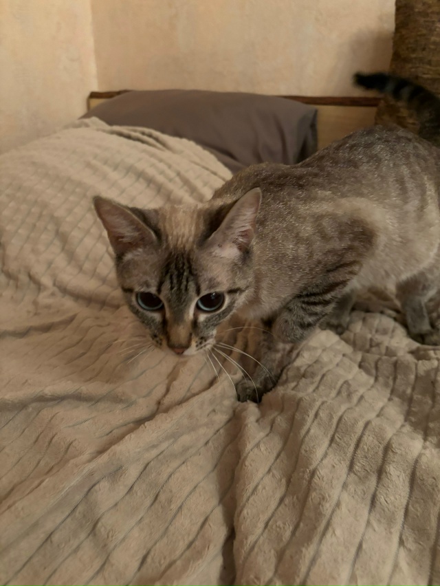 По улице Говорова найдена кошечка ( на вид 1 годик). Може...