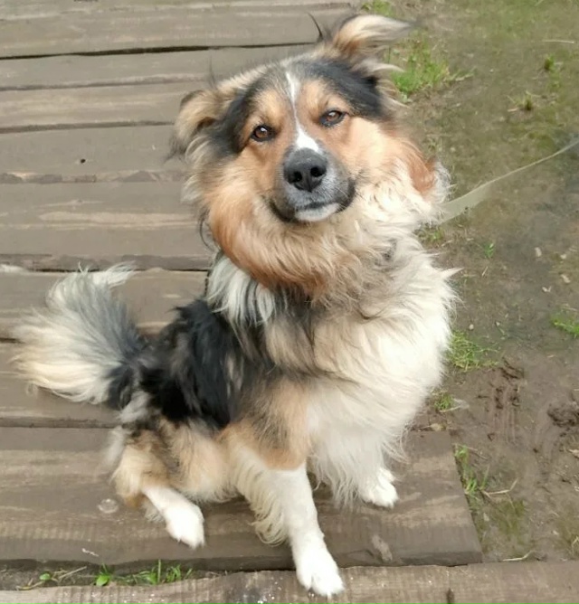 Друзья, пожалуйста, помогите найти нашу любимую собаку...