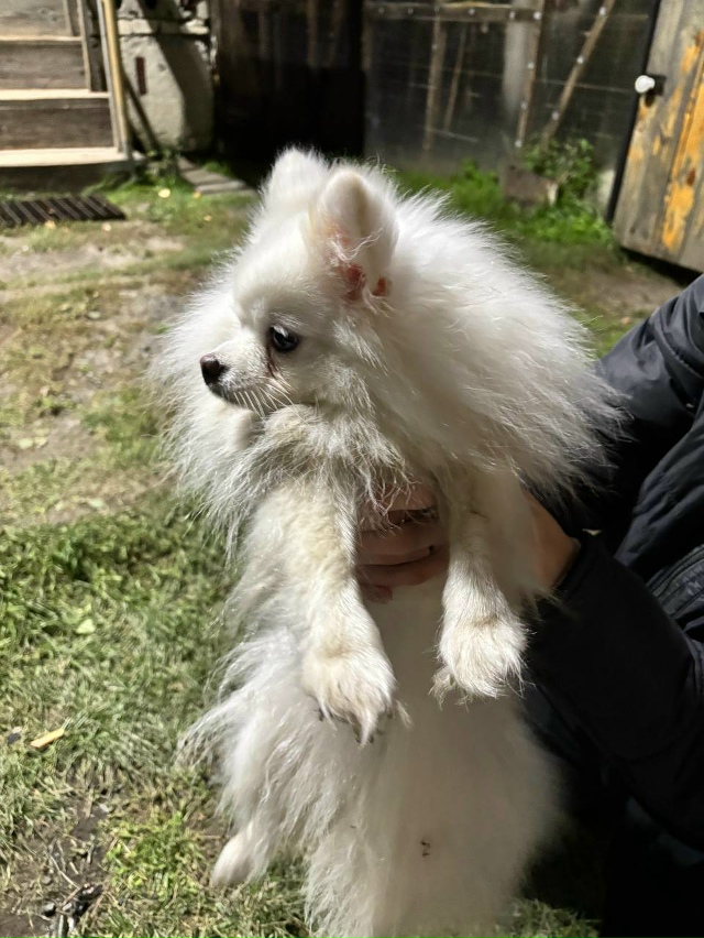 Пост для ваших животных в комменты отдам приму нашли п?...