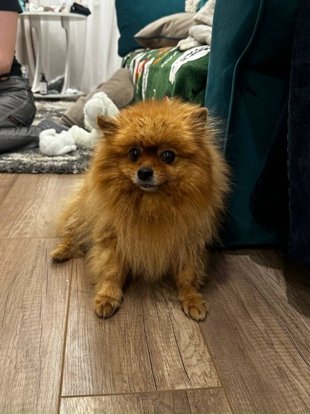 🦁Рубрика «Животные» #Животные@podslushanoperm
⠀
1) Нашлась со...