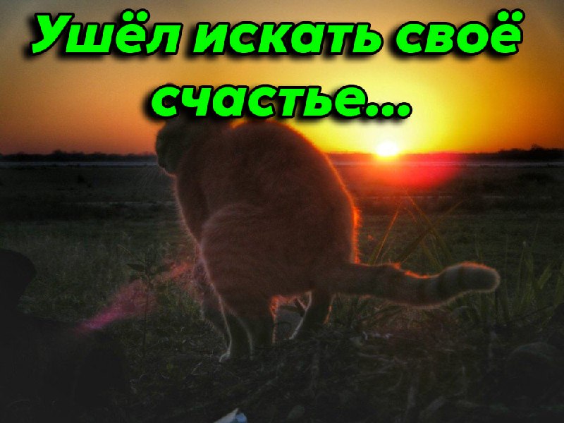 Пенсионерка из Швейцарии попала под суд за то, что она кормила соседского кота😏
Бабушка почти год п
