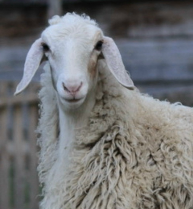 Продаются ОВЦЫ 🐑
15 голов
-89111311195
Или
-В личку