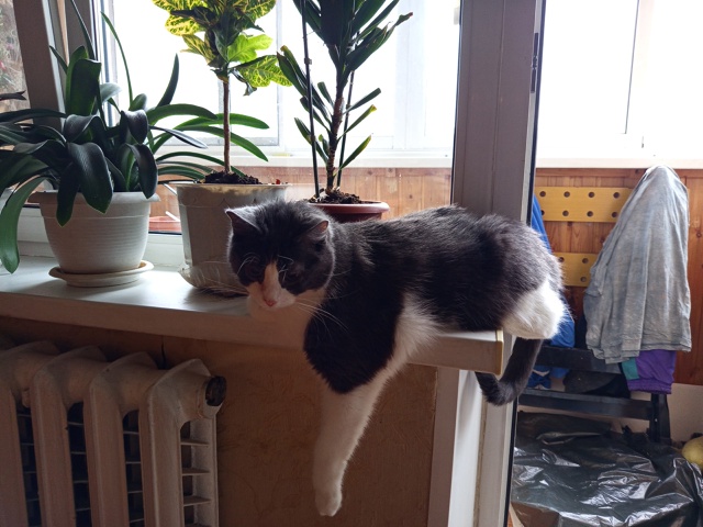 Василий в засаде.