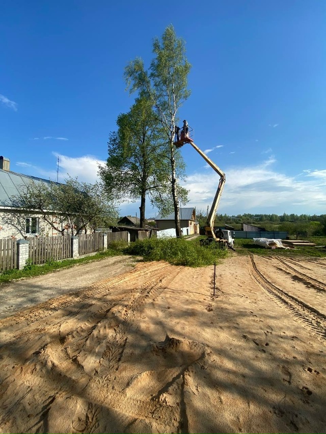 🌲Как ни грустно констатировать это факт — деревья ин?...