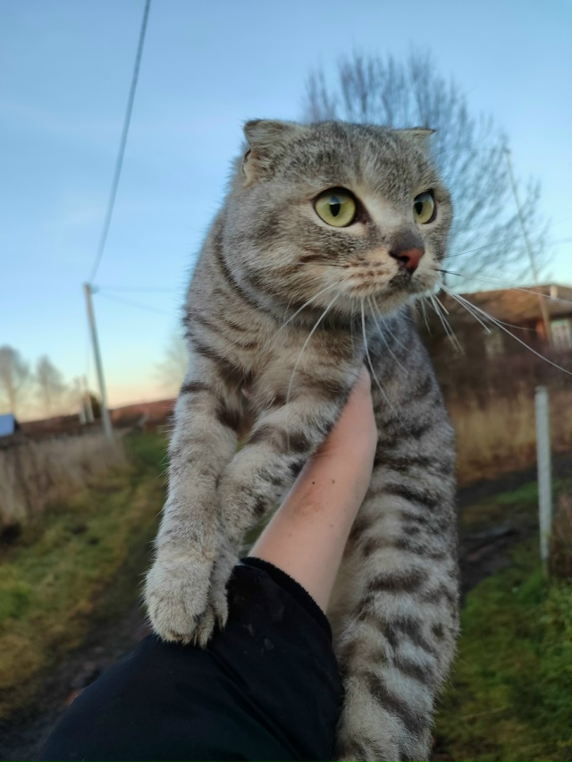 Может, кто-то потерял? Постоянные подбросы котов к нам ?...