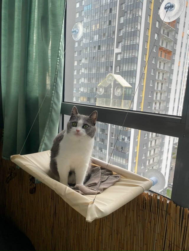 #мурёнакошечка и её смешные мордахи. Два года живет с н?...