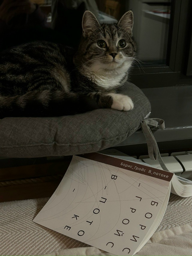 Пропала кошка в районе пристани. Если кто то видел, про?...