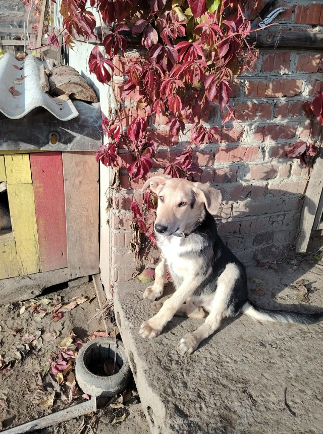 Два замечательных мальчика, Панда и Рон очень ждут сво?...