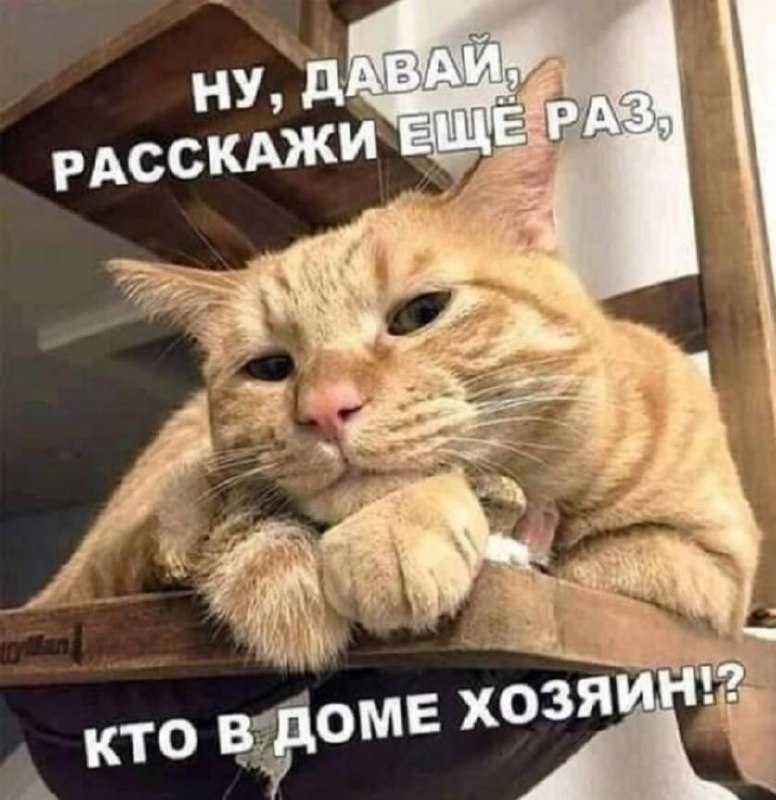 16% россиян тратят на питомцев больше, чем на себя.
Больше всего денег уходит на корм — около 6100