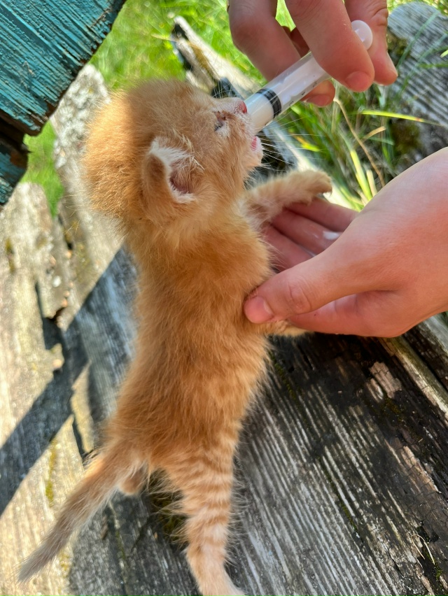 Найден маленький котенок 🐱 Очень добрый и ласковый 🥹...