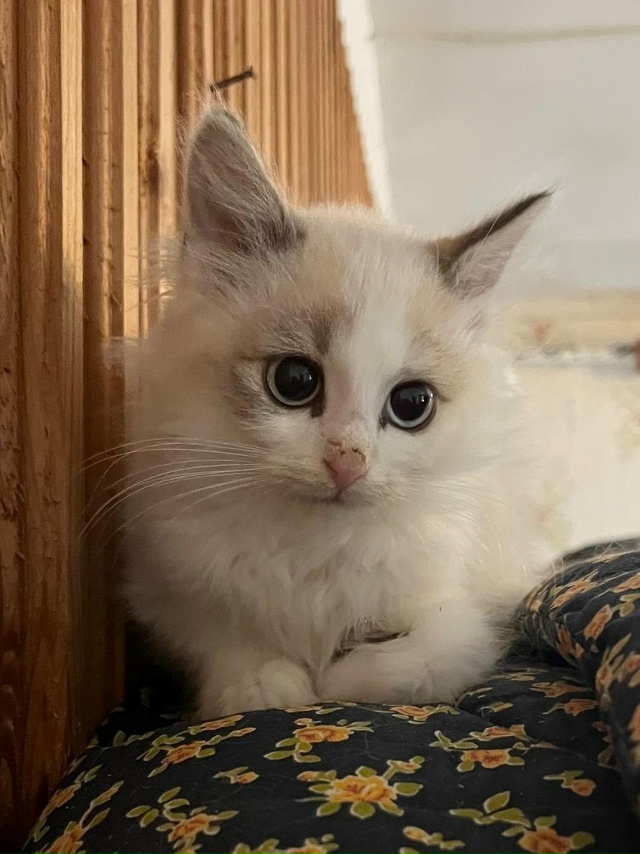 КОТЯТКАМ ищем ДОМ, самый лучший 🏡
Друзья, у нас целая ?...