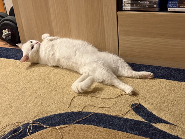 Чё-каво
#КошкаСветлана
