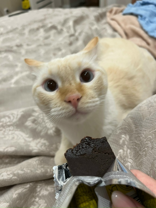 Убежал кот с Пчельника (ул. Мичурина). Раньше на улице н?...