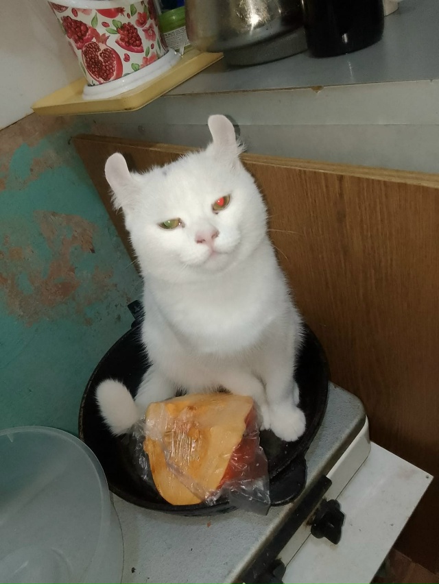 Отдам кота в добрые руки, американский кёрл, ему пол го?...