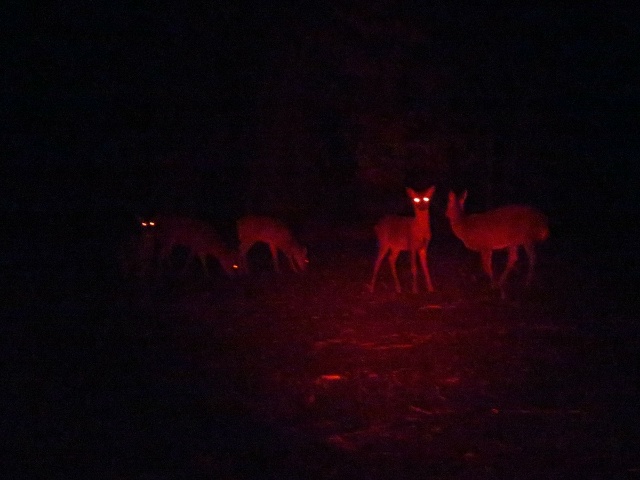 Белохвостый олень: Их рога — биомесиво, а болезнь зомб?...