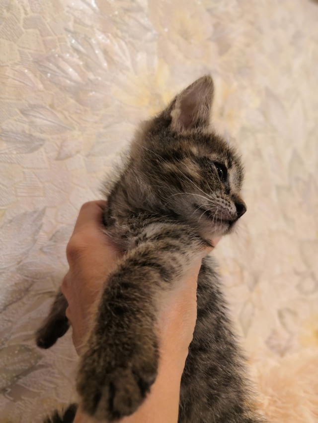 Отдам котят в добрые руки.
Два сереньких и один беленьк...