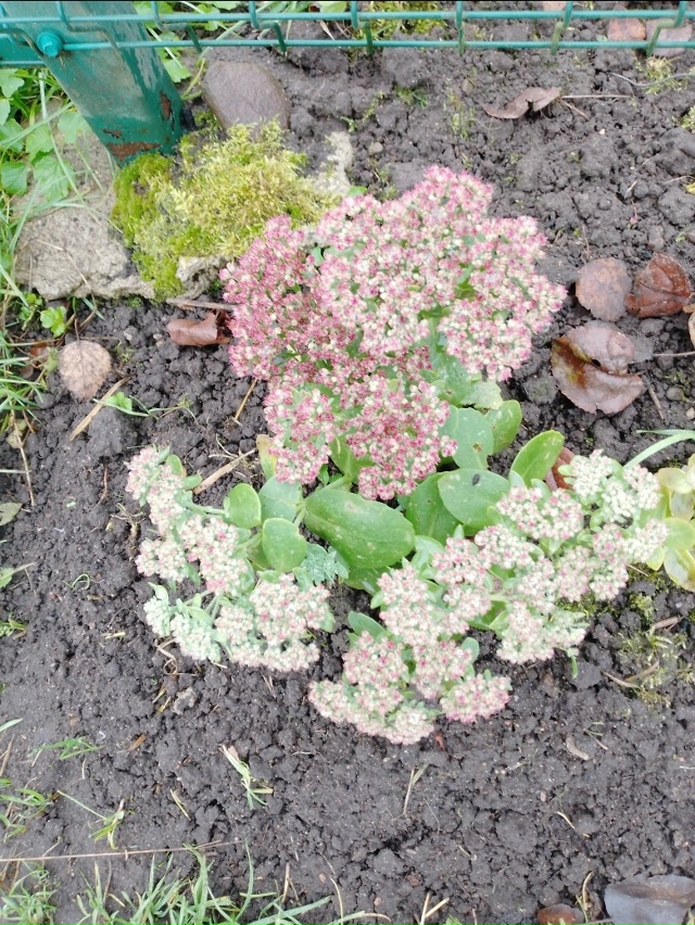 Последний день октября. То, что не цветёт, зеленеет.