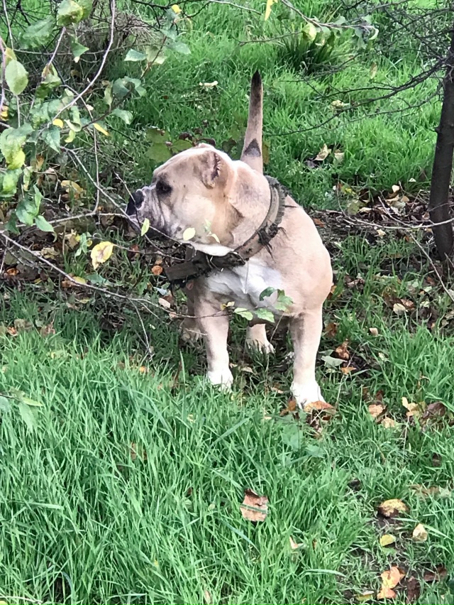 Чьи милые собачки на самовыгуле по ул. Одесской
?